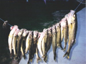 walleye      