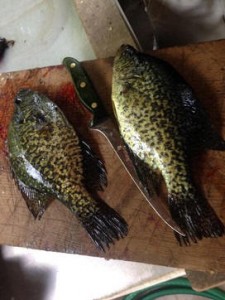 Big-Crappies_0671-2