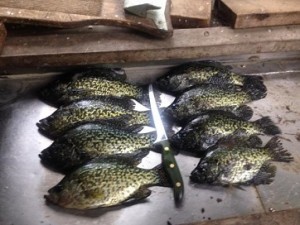 Big-Crappies_0674-2