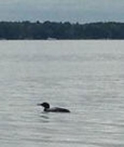 Loon_0675